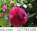 Dahlia represents the present and future 127785108