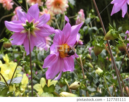 看起來很漂亮，很美味 127785111