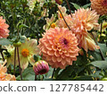 It's the same Dahlia 127785442