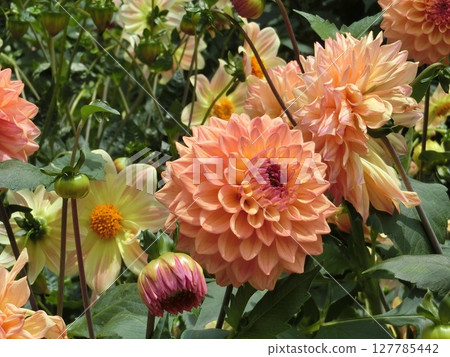 是同一朵大麗花 127785442