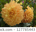 A cute dahlia with lots of petals 127785443