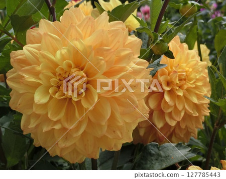 一朵有很多花瓣的可愛大麗花 127785443