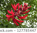 Unusual red flower 127785447