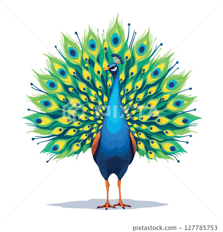 Vsai peacock showing its colorful feathers on white background 127785753