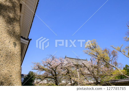 大阪城的春天:走進大手門,欣賞櫻花、藍天和千巖櫓 大阪城的春天:走進大手門,欣賞櫻花、藍天和千巖櫓 127785785