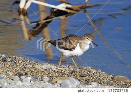 Common Sandpiper (Actitis hypoleucos) Crete, Greece  127785786