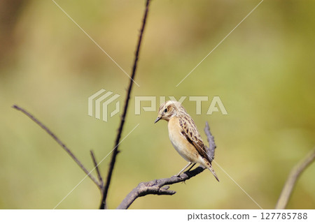 Whinchat - Saxicola rubetra, Greece 127785788
