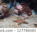 有海星的水族館 127786085