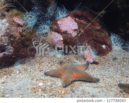 有海星的水族館 127786085