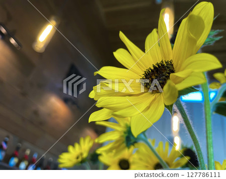 Sunflower Bloom Indoors with Warm Ambient Lighting 127786111