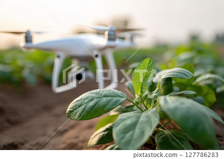 Drone over green plants in agricultural field at sunset light Drone over green plants in agricultural field at sunset light 127786283
