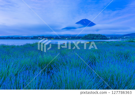 (Yamanashi Prefecture) Dawn view of Mt. Fuji over the lavender fields at Oishi Park, Lake Kawaguchi 127786363