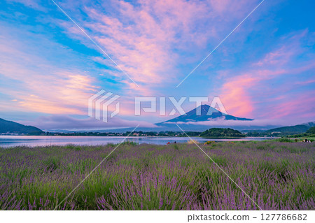 （山梨縣）黎明時分，河口湖大石公園薰衣草田上空的富士山（紅富士） 127786682