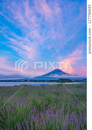 （山梨縣）黎明時分，河口湖大石公園薰衣草田上空的富士山（紅富士） 127786685