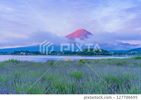 （山梨縣）黎明時分，河口湖大石公園薰衣草田上空的富士山（紅富士） 127786695