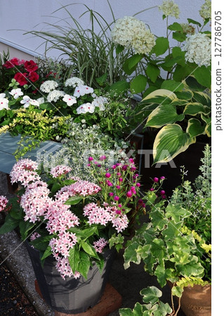 入口前的夏季植物和花盆 入口前的夏季植物和花盆 127786705