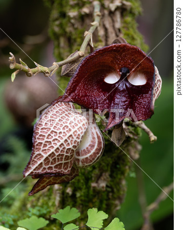 Unique Aristolochia salvadorensis Unique Aristolochia salvadorensis 127786780