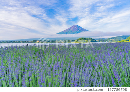 (Yamanashi Prefecture) Mount Fuji seen through the lavender at Oishi Park, Lake Kawaguchi (Yamanashi Prefecture) Mount Fuji seen through the lavender at Oishi Park, Lake Kawaguchi 127786798