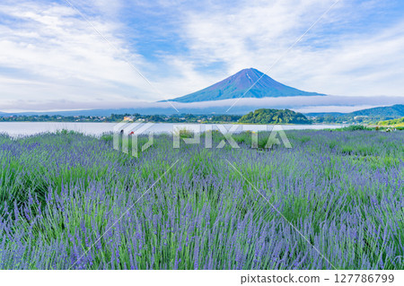 （山梨縣）透過河口湖大石公園的薰衣草看富士山 127786799