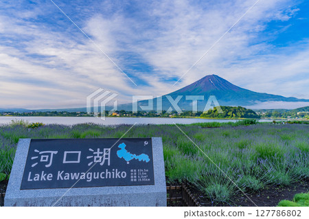 (Yamanashi Prefecture) Mount Fuji seen through the lavender at Oishi Park, Lake Kawaguchi 127786802