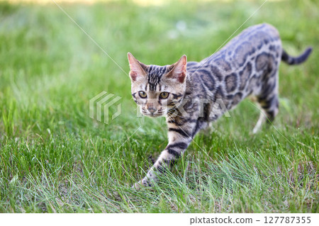 A captivating image of a Bengal kitten exuding charm and tender grace A captivating image of a Bengal kitten exuding charm and tender grace 127787355