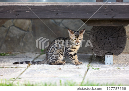 Adorable Bengal Kitten Sitting Outdoors on Stone Pavement 127787366