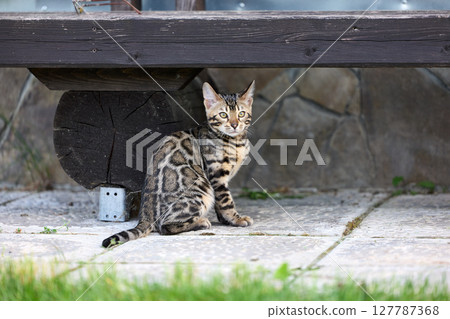 Elegant Bengal Kitten Portrait with Expressive, Captivating Eyes 127787368