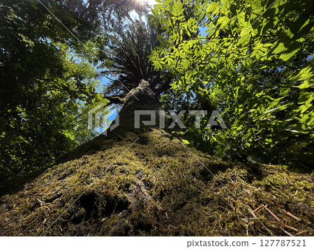 Majestic Tree Trunk Covered in Moss Reaching Toward the Sky Majestic Tree Trunk Covered in Moss Reaching Toward the Sky 127787521
