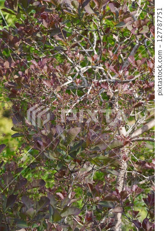 煙樹花,2025年5月 煙樹花,2025年5月 127787751