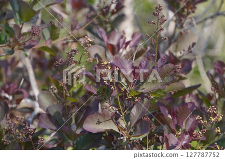 Smoke tree flowers, May 2025 127787752
