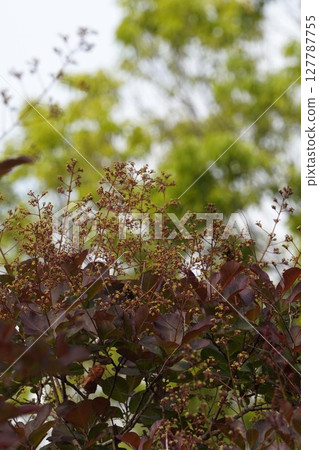 煙樹花，2025年5月 127787755