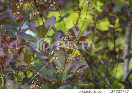 煙樹花,2025年5月 煙樹花,2025年5月 127787757