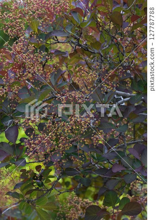 煙樹花，2025年5月 127787788