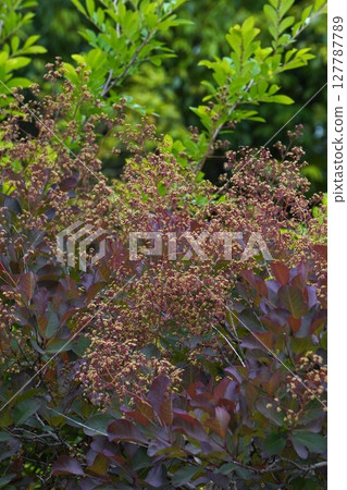 煙樹花,2025年5月 煙樹花,2025年5月 127787789