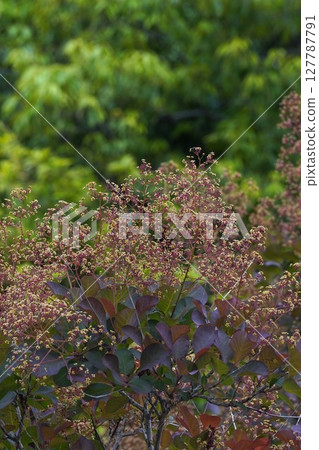 煙樹花，2025年5月 127787791