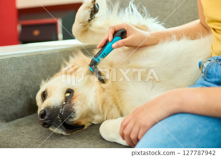 Golden retriever enjoying grooming session with owner on comfortable sofa at home Golden retriever enjoying grooming session with owner on comfortable sofa at home 127787942