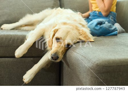 Golden retriever rests on couch while teenage girl relaxes nearby in cozy living room setting Golden retriever rests on couch while teenage girl relaxes nearby in cozy living room setting 127787943