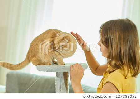 Teen girl interacts with her Scottish Fold cat at home, enjoying playful moments and bonding time 127788052