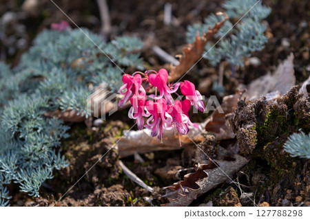 Queen of alpine plant Coxa 127788298