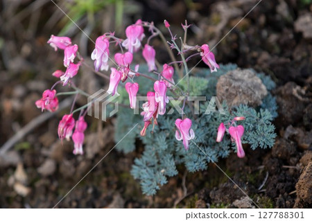 高山植物Coxa的女王 高山植物Coxa的女王 127788301