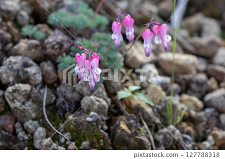 高山植物Coxa的女王 127788318