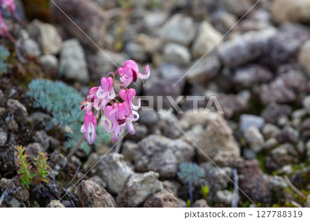 高山植物Coxa的女王 127788319