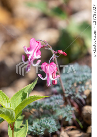 高山植物Coxa的女王 高山植物Coxa的女王 127788327
