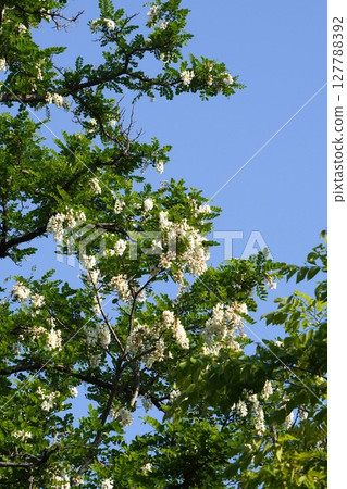 2025年5月-刺槐花 127788392