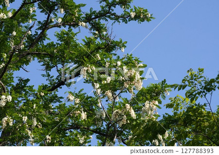 2025年5月-刺槐花 127788393