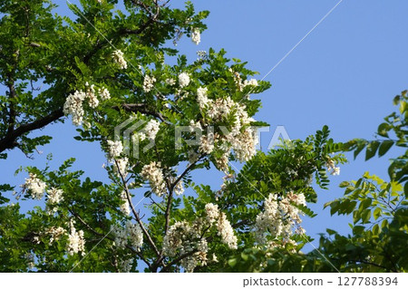 2025年5月-刺槐花 127788394