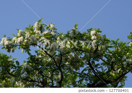May 2025 - Robinia pseudoacacia flowers 127788401