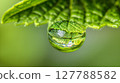 A macro captures a dewdrop on a leaf, reflecting an intricate, upside-down miniature world of the garden. 127788582