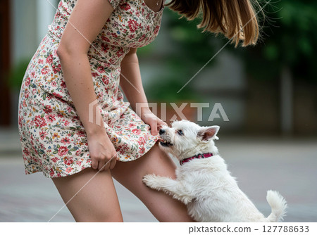 Small pet dog with a tendency to bite 127788633
