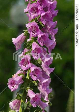 毛地黃花，2025年5月 127788642